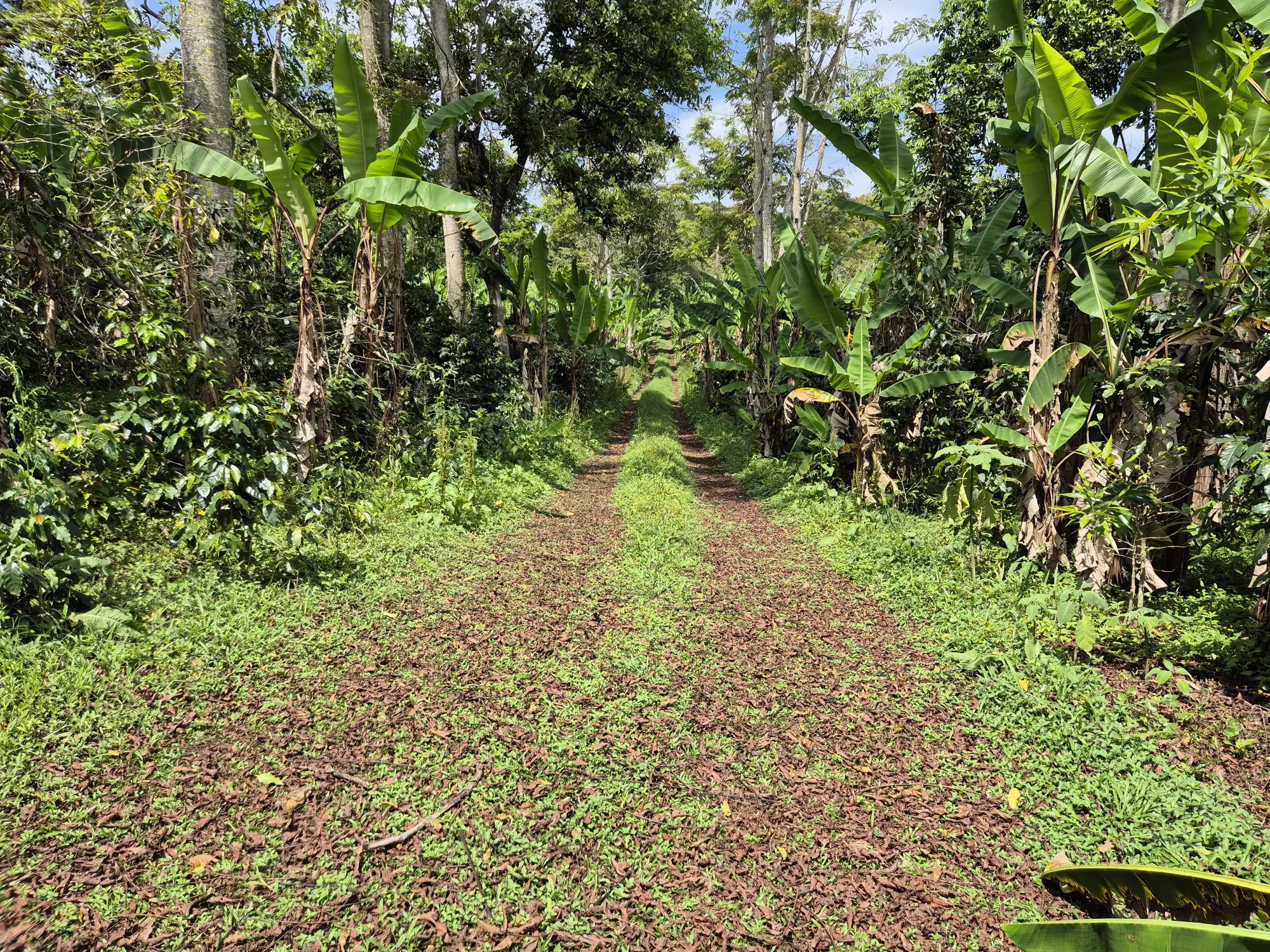 Uganda Gombe